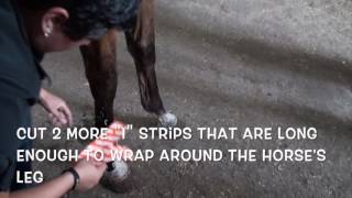 Equine Suspensory Ligament Support Taping [upl. by Lauer]