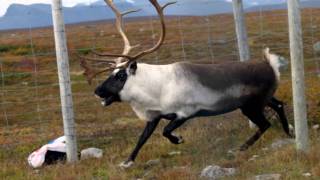 Samiska nationalsången  the Sámi Nationalanthem [upl. by Heise]