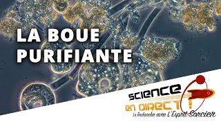 Purifier les eaux usées avec de la boue  Science En Direct [upl. by Enimisaj]