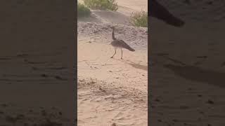 حبلري حبارى Houbara bustard 20221115 السعودية اليوم [upl. by Ivets]