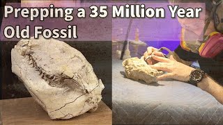 Fossil Preparation  Bringing Oreodont Fossils Back to Life [upl. by Begga]