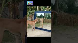 Funny cat dog video [upl. by Derian]