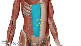 Overview of Anterior Abdominal Wall 3d  Dr Ahmed Farid [upl. by Anemolihp]