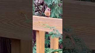 Cardinal Bird Honey Taking Snack cardinalbird backyardanimals [upl. by Aeiram252]