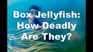 Box Jellyfish The Truth About These Deadly Jellyfish [upl. by Eastman]