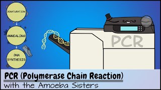 PCR Polymerase Chain Reaction [upl. by Ruhtracam]