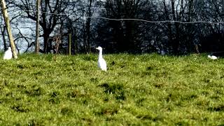 Le Héron gardebœufs ou encore piquebœufs Bubulcus ibis [upl. by Atnauqahs991]