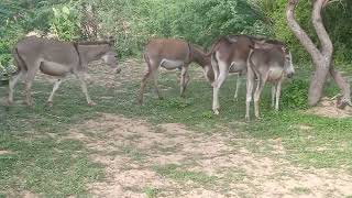 Group of Donkeys eating grass in desert area donkey trying to mating with female partners [upl. by Cantlon475]