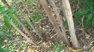 The Soapberry Tree A New Mexico Native [upl. by Trotta]