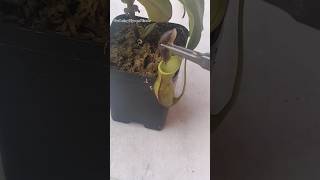 Feeding my Nepenthes a slug 🐌 nepenthesplant pitcherplants carnivorousplants nepenthes [upl. by Atteloj]