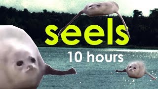 seels 10 hours [upl. by Nylorahs]