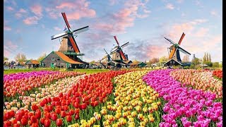 The Worlds Biggest Flower Garden in Amsterdam  Keukenhof Gardens [upl. by Annam]