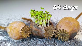 64 days of Poppy Growing Timelapse greentimelapse gtl timelapse [upl. by Allerus]