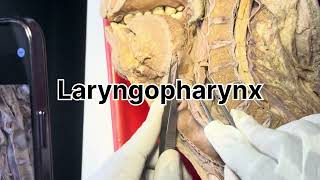 Pharynx dissection [upl. by Ced]