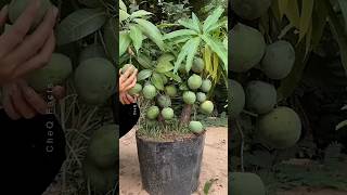 How to Grow Mango Tree at Home 🥭 Using Aloevera plants farming shorts [upl. by Acimot922]