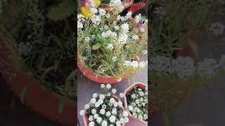 Pinching of Alyssum Flower How To Harvest Alyssum Seeds shortsAlyssum [upl. by Agustin]