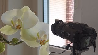 Nikon P1000 Timelapse 106 hours of blooming Orchid 4K [upl. by Frasier781]