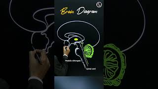 Want to Understand Your Brain Better Watch This Now pwenglish science biology [upl. by Hulda]