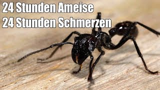 Der schmerzhafteste Insektenstich der Welt  Gift Wirkung [upl. by Mills]