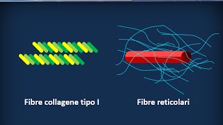 Istologia 26  Osso  Sostanza intercellulare [upl. by Chuch]