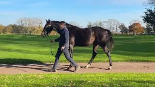 2024 Autumn Sale  lot 657  cN LATROBE x LA QUEST [upl. by Loftis]