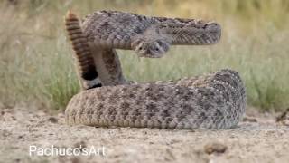 Western Diamondback Rattlesnake ready to strike [upl. by Rufford]