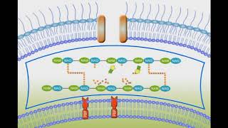 Penicillin Mechanism of Action animation video [upl. by Hyrup]