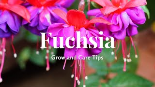 Fuchsia Grow and Care Tips [upl. by Anilet]