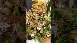 ORQUÍDEA CYMBIDIUM CUIDADOS [upl. by Oilegor298]