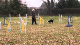 Sienna Alchera  agility  15 11 2011 [upl. by Riocard]