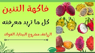 ما هى فاكهة التنين Dragon Fruit الزراعة مشروع  فوائد أو البيتايا Pitaya؟ [upl. by Eelnyl]