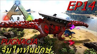 BGZ  ARK Pugnacia Plus EP14 จับไททันยักษ์ Tame Titanosaurus [upl. by Yuu]