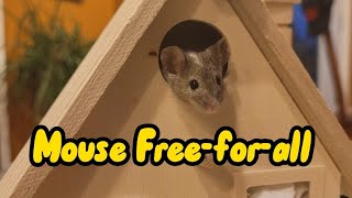 Mouse Freerange Freeforall [upl. by Kirstin]