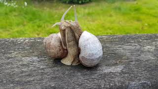 Weinbergschnecken bei der Paarung Vorspiel meditativ entspannend zum Einschlafen gut geeignet 😅 [upl. by Wisnicki]