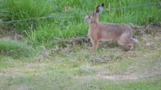 Jumping hare [upl. by Lucio]