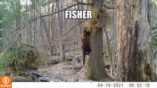 Marten amp Fisher April 12 2021 [upl. by Groves]