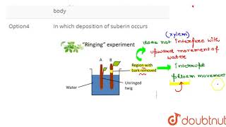 A simple experiment called girdling was used to identify the tissue [upl. by Laitselec886]