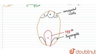 a Draw a labelled diagram of the sectional view of a typical anatropous ovule [upl. by Enirac]