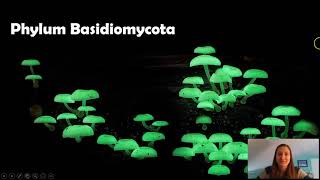 Phylum Basidiomycota [upl. by Beckman]