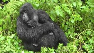 Gorilla Twins Day 5 Hirwa Group Rwanda [upl. by Heinrick]