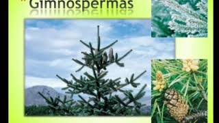 Las plantas Gimnospermas y ciclo de reproducción de la misma [upl. by Saxe224]