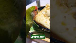 Bulking Up He Just Cant Resist My Poljev parrot peachfaced ytshortsvideo subscribe ytviral [upl. by Harriot]