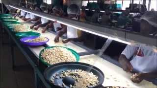 Cashew Processing in Ghana [upl. by Nivart]