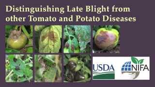 Distinguishing Late Blight from Other Tomato and Potato Diseases [upl. by Deeas722]