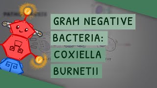 Gram Negative Bacteria Coxiella burnetii [upl. by Maureene]