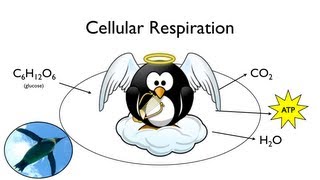 Cellular Respiration What Food is For [upl. by Bonnie207]