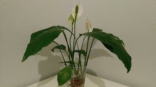 Growing peace lily in water  Flowering [upl. by Ecnerrot]