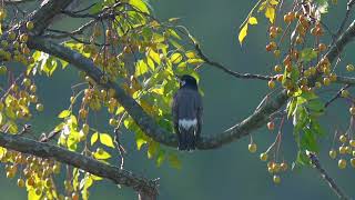 White cheeked Starling 灰椋鳥 [upl. by Lateehs]