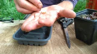 How to collect cyclamen seed [upl. by Kristoffer]