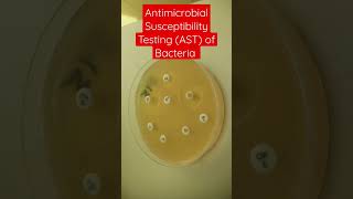 Antimicrobial Susceptibility Testing of Bacteria on MullerHinton Agar [upl. by Yadahs551]